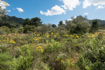 Mountain range with olive orchard in spring. at Ojen, Malaga province, Andalusia, Spain.