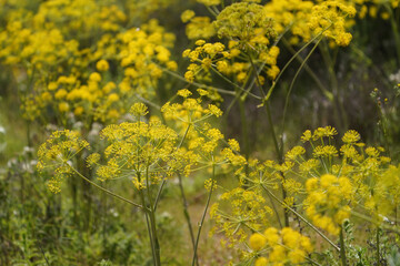 Thapsia villosa, villous deadly carrot plant, flowering in mountains of Andalucia, Spain.