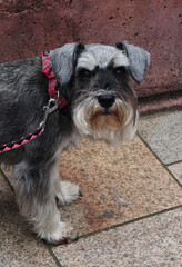 a beautiful but irritated schnauzer dog, salt and pepper, on his walk. Oban, Scotland