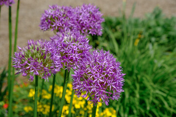 Schöne lila Blüten der Blume Zierlauch (Lat.: Allium) im Frühling in einem Park