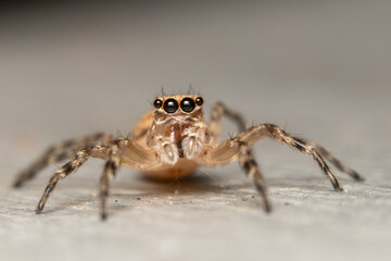 Jumping Spider. (Salticidae)