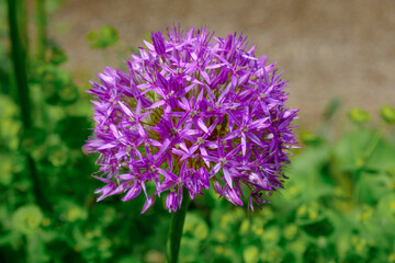 Zierlauch (Lat.: Allium): Lila kugelförmige Blüte der schönen Gartenpflanze