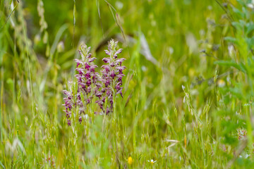 Anacamptis coriophora, bug orchid, Orchis coriophora ssp fragans, Andalusia, Spain.