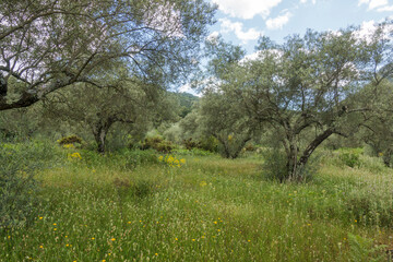 Mountain range with olive orchard in spring. at Ojen, Malaga province, Andalusia, Spain.