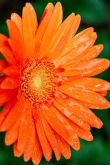 Macro of a gerbera flower with water drop