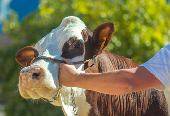 concours bovin au comice agricole
