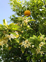 tree with fruits
