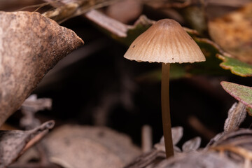 Mushroom, fungus