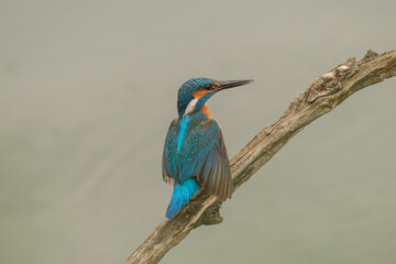 Pescaras albastru - Kingfisher - Alcedo atthis