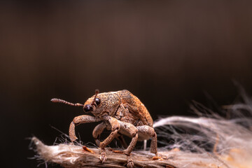 Eucalypt Weevil