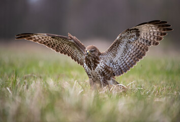 Buteo buteo Myszołów zwyczajny Common buzzard