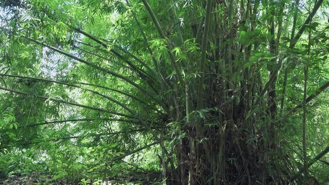 Slow slide left to right with a final zoom in past a large jungle bamboo plant. Filmed in Kaeng Krachan National Park, Thailand.