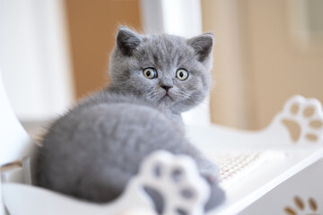 Süße Katzenbabys, Kitten, Britisch Kurzhaar imposant edel und selten.