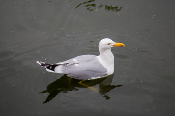 Silver gull (Latin: Larus argentatus) floating on the water on a clear sunny day. Birds ornithology wildlife.
