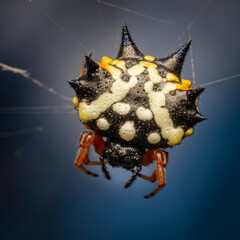 Austracantha minax. Christmas Jewel Spider.