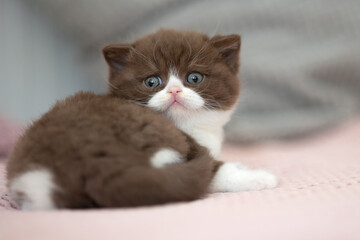 Süße Katzenbabys, Kitten, Britisch Kurzhaar imposant edel und selten.