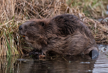 Castor fiber Bóbr europejski Eurasian beaver - obrazy, fototapety, plakaty