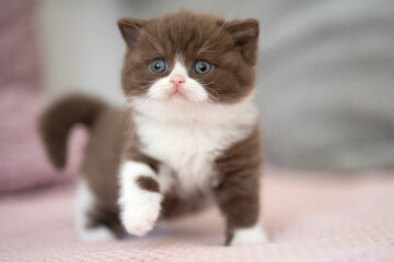 Süße Katzenbabys, Kitten, Britisch Kurzhaar imposant edel und selten.