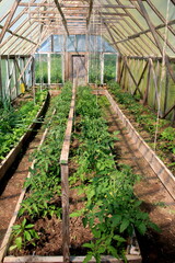 Large film greenhouse with tomato seedlings, on a farm. Tomato plants in vegetable plastic film greenhouse