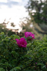 pink rose bush