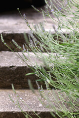 Lavender flowers growing in a garden. Selective focus.