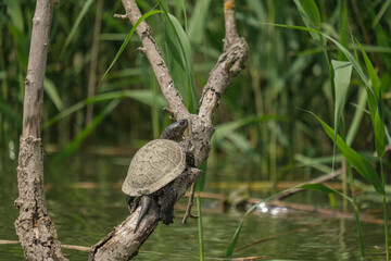 Testoasa de apa - European pond turtle - Emys orbicularis
