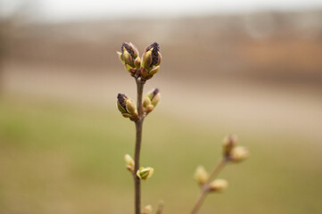 Purple Closeup of young blooming flower buds on branch of lilac