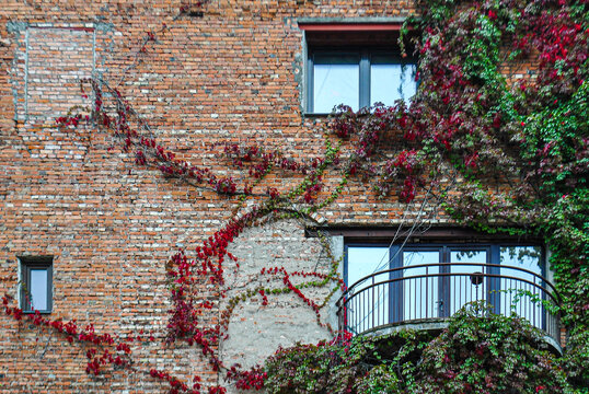 Fragment of the wall of a brick building with windows and a balcony woven with ivy