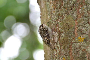 Cute juvenile Treecreeper on the tree