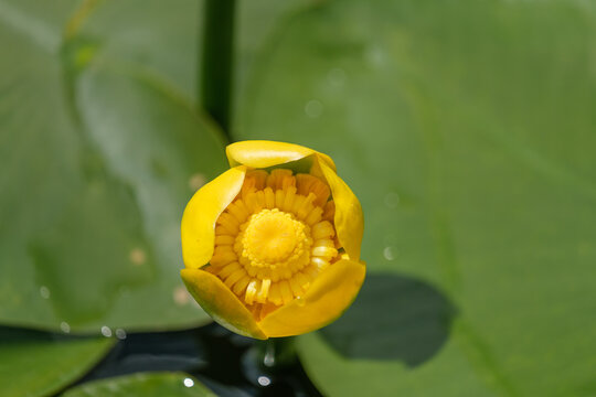 Nufar galben - Yellow water-lily - Nuphar lutea