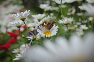 美しく咲く花に蝶が