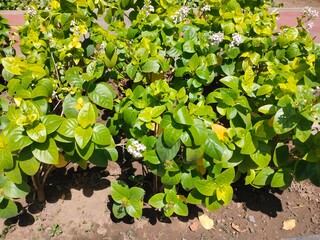 View of Pseuderanthemum reticulatum, common names yellow-vein eranthemum and golden pseuderanthemum, is a species of evergreen shrub in the family Acanthaceae, popular as Melati Jepang in Indonesia