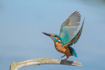 Pescaras albastru - Kingfisher - Alcedo atthis