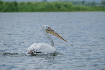 Fototapeta na wymiar Pelican cret - Dalmatian pelican - Pelecanus crispus