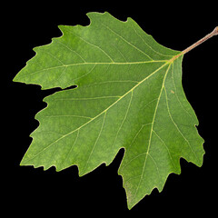 Green maple leaf, isolated on black background