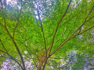 Photo of trees and leaves against a light background