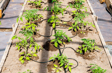 Water dripping system in home vegetable garden watering tomato plants in greenhouse. Water drip irrigation system.
