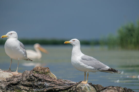 Pescarus pontic - Larus cachinnans