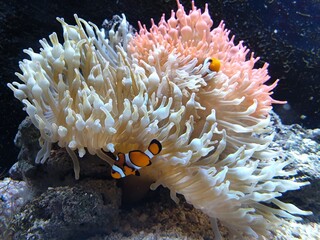 Poisson et corail