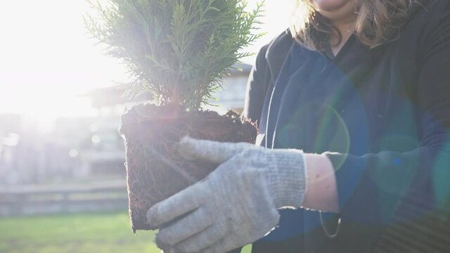 Transplanting a young coniferous tree from a pot to a bud in the garden.