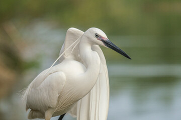 Egreta mica - Little egret - Egretta garzetta