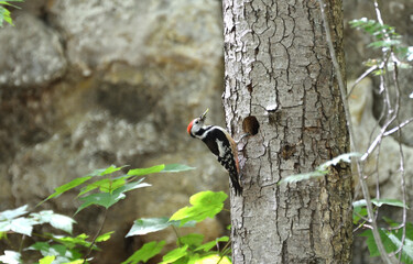 Middle spotted woodpecker by the nest hole at the Mullerthal Trail Luxembourg