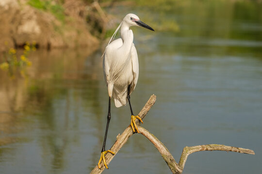 Egreta mica - Little egret - Egretta garzetta