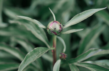 a bud of a peony flower and ants on it. wild forest flowers. red peonies before blooming.