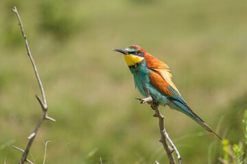 Prigorie - Bee-eater - Merops apiaster