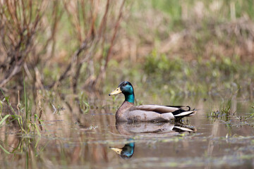 Close-up of a mallard duck swimming on a pond