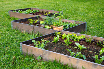 Community garden concept. Boxes filled with soil and with various vegetable plants growing inside,...