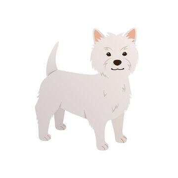 West Highland White Terrier Vector. Cartoon Dog Illustration In Flat Style. Happy Westie Isolated On White Background