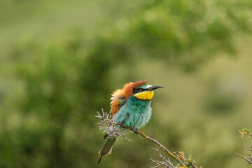 Prigorie - Bee-eater - Merops apiaster