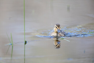 Mallard duckling swimming on a pond